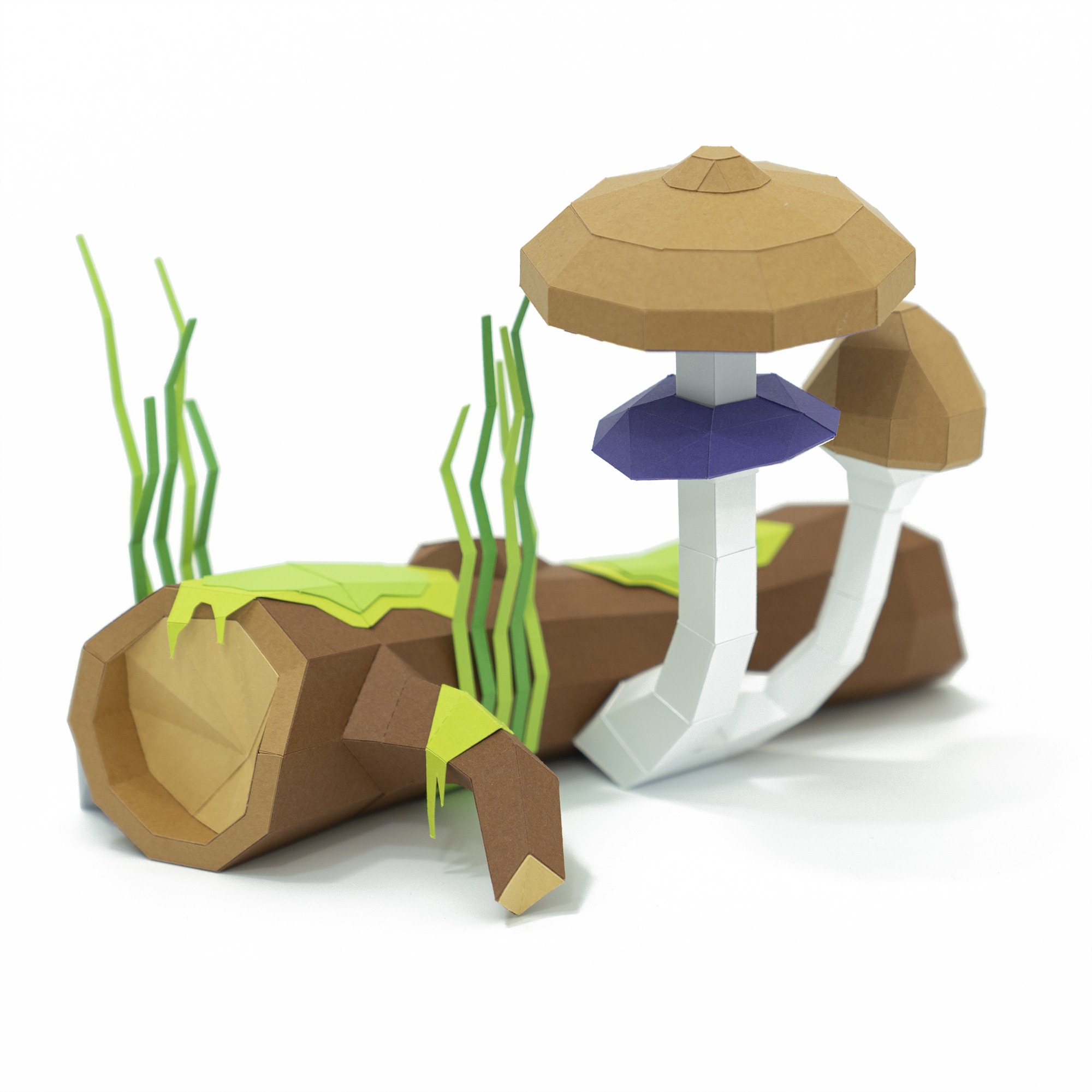 Shrooms: Psilocybe cubensis